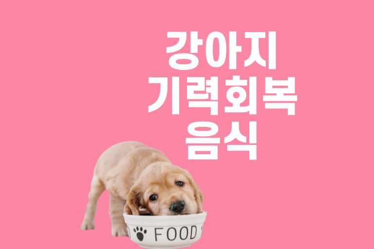 강아지 기력회복 음식